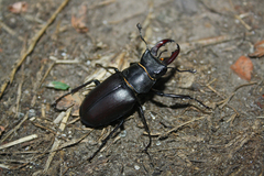 Lucanus cervus
