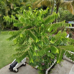 Cananga