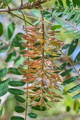 Alvaradoa amorphoides