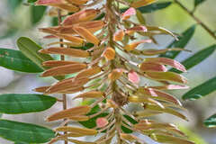 Alvaradoa amorphoides