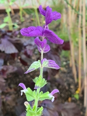 Salvia