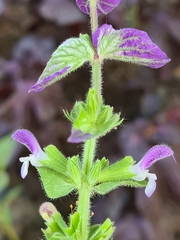 Salvia