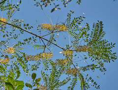 Alvaradoa amorphoides