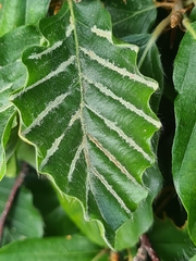 Aceria nervisequa