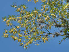 Alvaradoa amorphoides