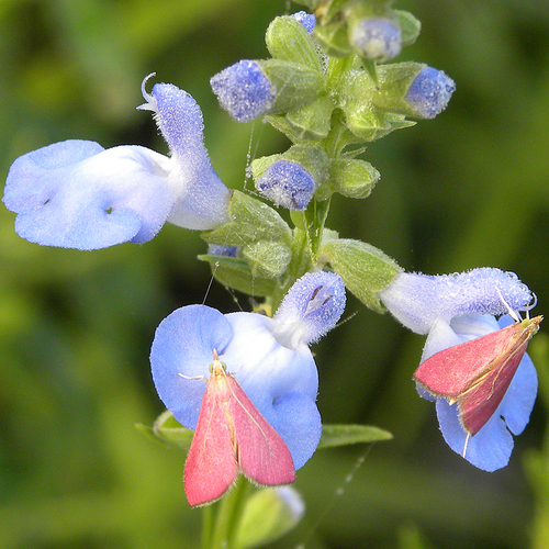 Fulvous-edged and Inornate Pyrausta Moths and Allies photo 4