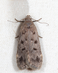 Anacampsis innocuella