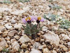 Erigeron pygmaeus
