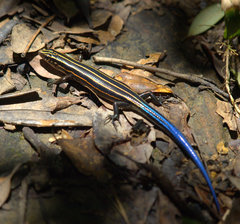 Plestiodon stimpsonii