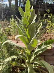Verbascum thapsus