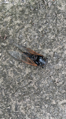 Cryptotympana atrata