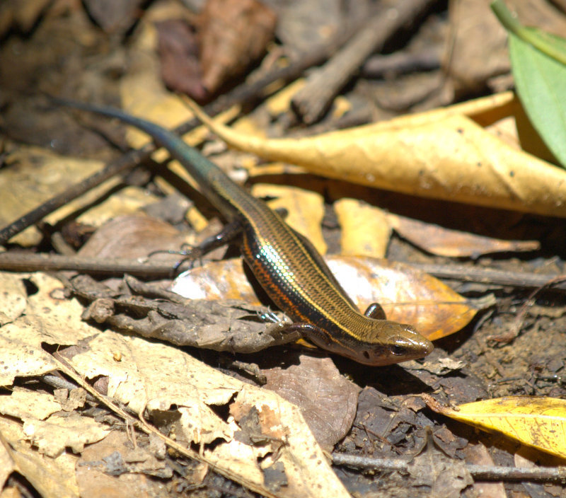 Stimpson's Skink