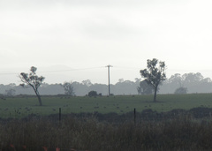 Allocasuarina luehmannii