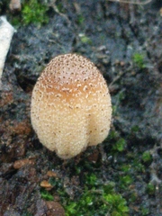 Coprinellus