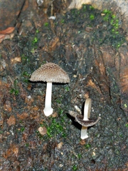 Coprinellus