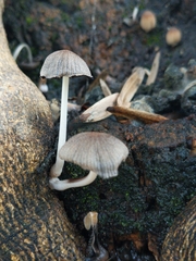 Coprinellus
