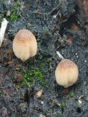 Coprinellus