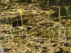 Utricularia foliosa