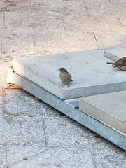Passer domesticus