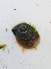 Ampullaceana balthica