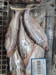 Pangasius macronema