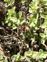 Brickellia veronicifolia