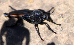 Ospriocerus aeacus