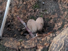 Coprinellus
