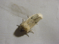 Dyspessa salicicola