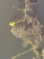 Utricularia foliosa