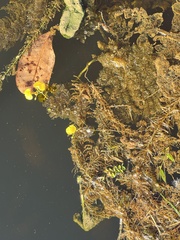 Utricularia foliosa