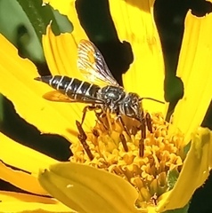 Coelioxys modestus