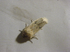 Dyspessa salicicola
