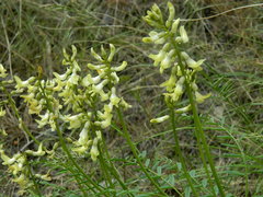 Astragalus sheldonii