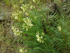 Astragalus sheldonii