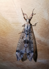 Dendroleon pantherinus