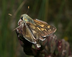 Hesperia attalus slossonae