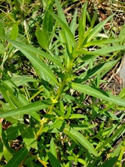 Ludwigia polycarpa