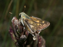 Hesperia attalus slossonae