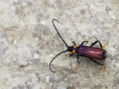 Aphrodisium faldermannii