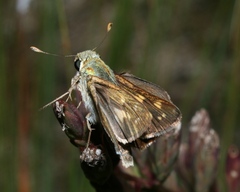 Hesperia attalus slossonae