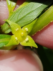 Ludwigia polycarpa