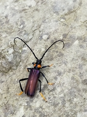 Aphrodisium faldermannii