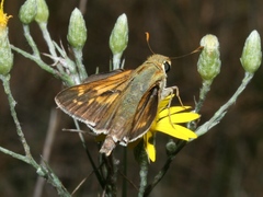 Hesperia attalus slossonae