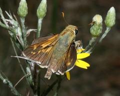 Hesperia attalus slossonae