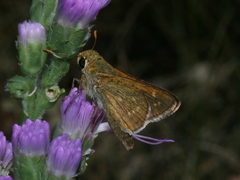 Hesperia attalus slossonae