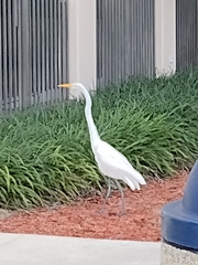 Ardea alba