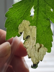 Metallus lanceolatus