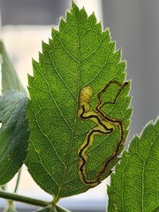 Stigmella anomalella