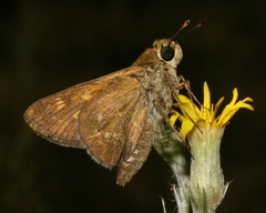Hesperia attalus slossonae